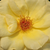 Galben - Trandafir pentru straturi Floribunda - Arthur Bell